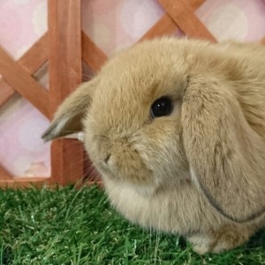 ホーランドロップ　オレンジ（3Q5)