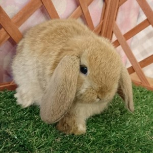 ホーランドロップ　オレンジ（3O2)