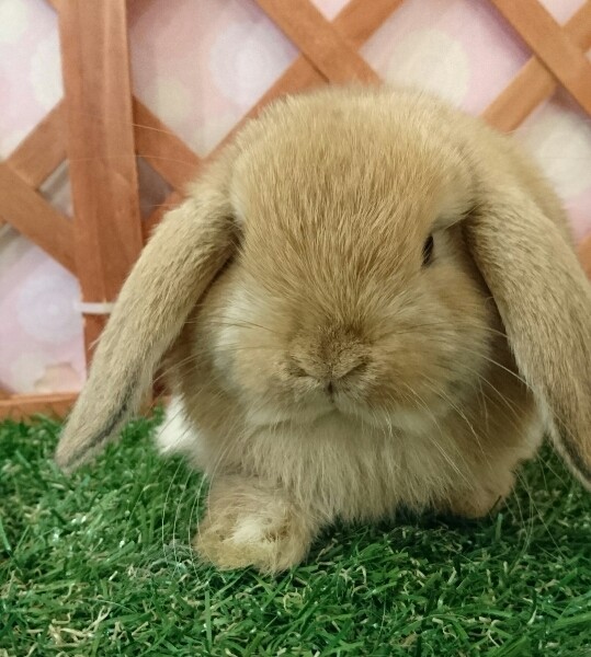 ホーランドロップ　オレンジ（3O2)