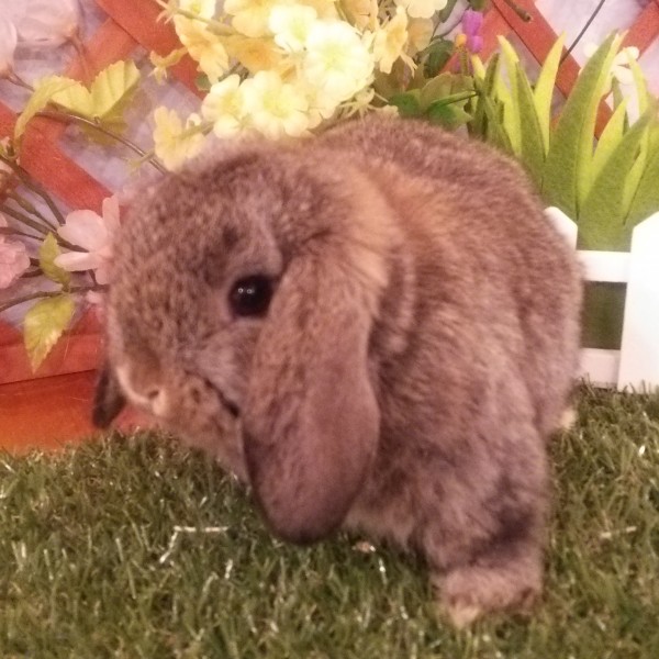 ホーランドロップ　チェスナット（3Ｊ9）