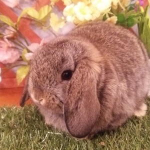 ホーランドロップ　チェスナット（3Ｊ9）