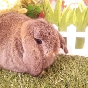 ホーランドロップ　チェスナット（3Ｊ9）