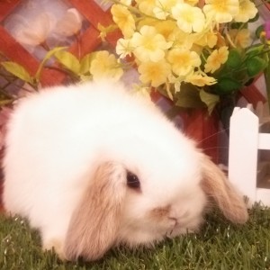 ホーランドロップ　ブロークンリンクス（3Ｌ9）