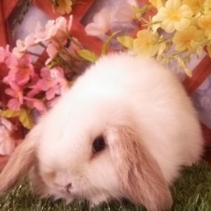 ホーランドロップ　ブロークンリンクス（3Ｌ9）