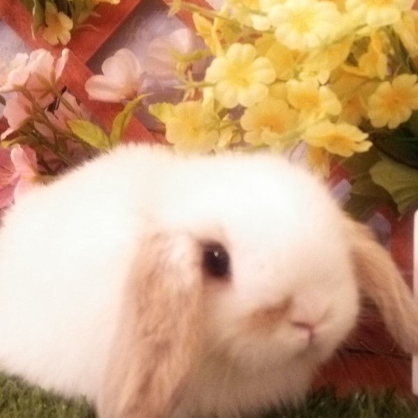 ホーランドロップ　ブロークンリンクス（3Ｌ9）