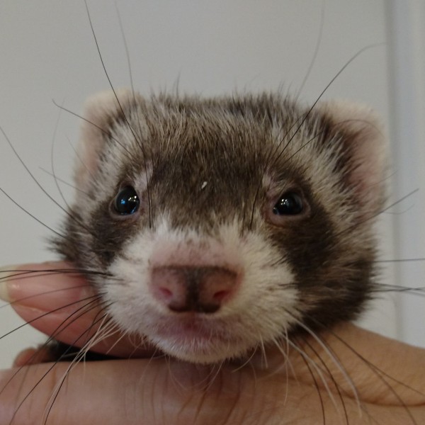 セーブル（女の子）