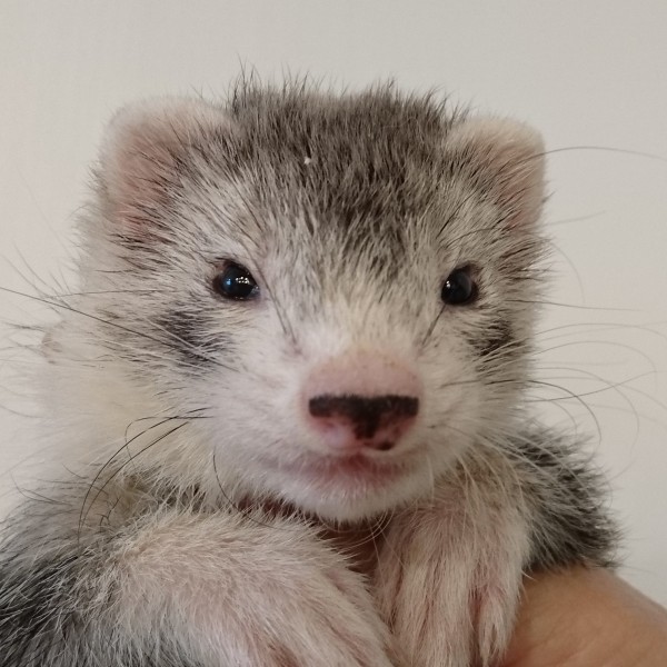 シルバーミット（男の子）