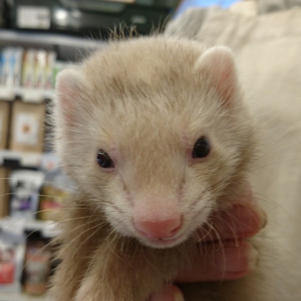 シナモン（男の子）