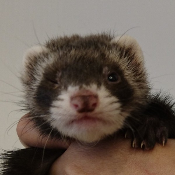 セーブル（男の子）