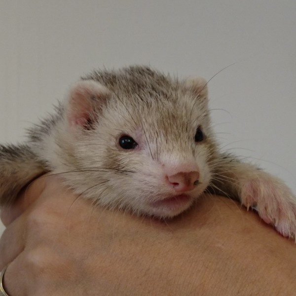 シルバーミット（女の子）