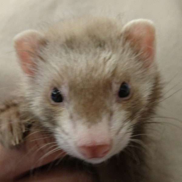 バタースコッチ（女の子）