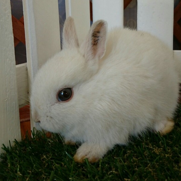 ネザーランドドワーフ　フロスティ（ＱＭ）