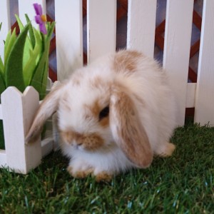 ホーランドロップ　ブロークンオレンジ（3T4)