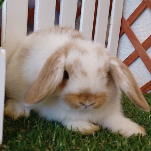 ホーランドロップ　ブロークンオレンジ（3T4)