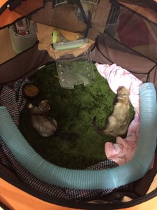 ハッピーとピースけ2