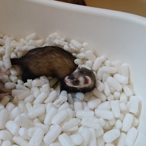 ちぃちゃん