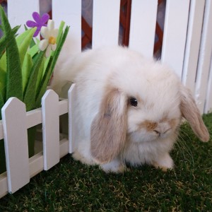 ホーランドロップ　ブロークンリンクス（3CM)