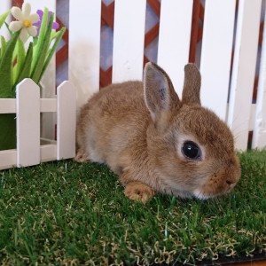 ネザーランドドワーフ　チェスナット（F6）