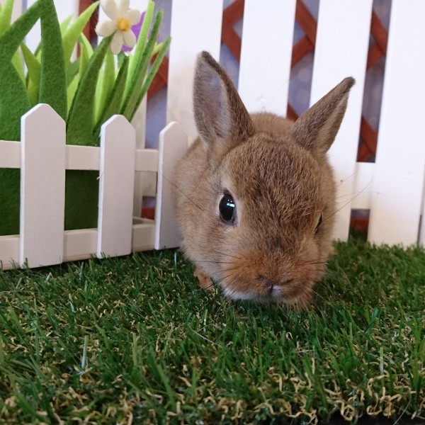 ネザーランドドワーフ　チェスナット（E5)