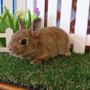 ネザーランドドワーフ　チェスナット（E5)