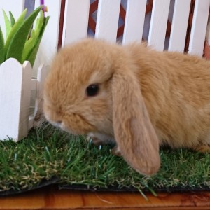 ホーランドロップ　オレンジ（U58)