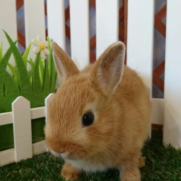 ネザーランドドワーフ　オレンジ（RQ)