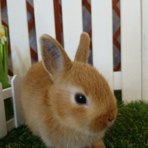 ネザーランドドワーフ　オレンジ（RQ)