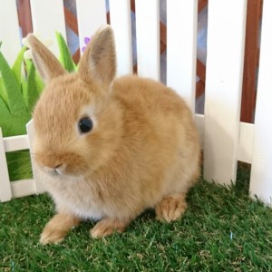 ネザーランドドワーフ　オレンジ（RQ)