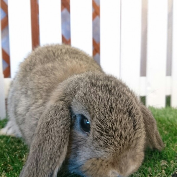 ホーランドロップ　チェスナット（3DG)