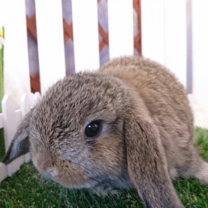 ホーランドロップ　チェスナット（3DG)