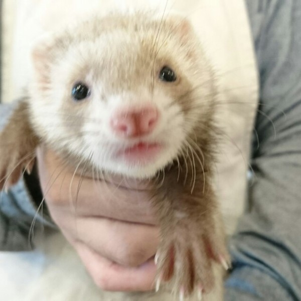 バタースコッチ（男の子）