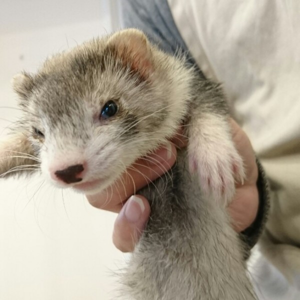 シルバーミット（女の子）