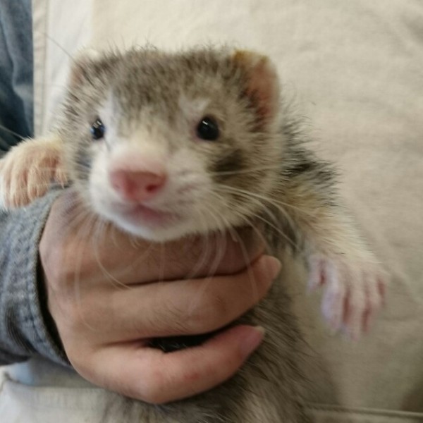 スターリングセーブルミット（男の子）