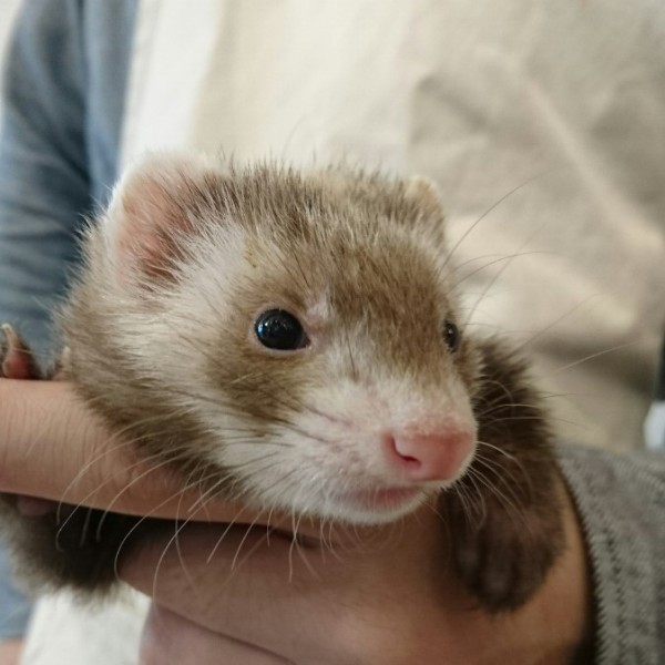 バタースコッチ（女の子）