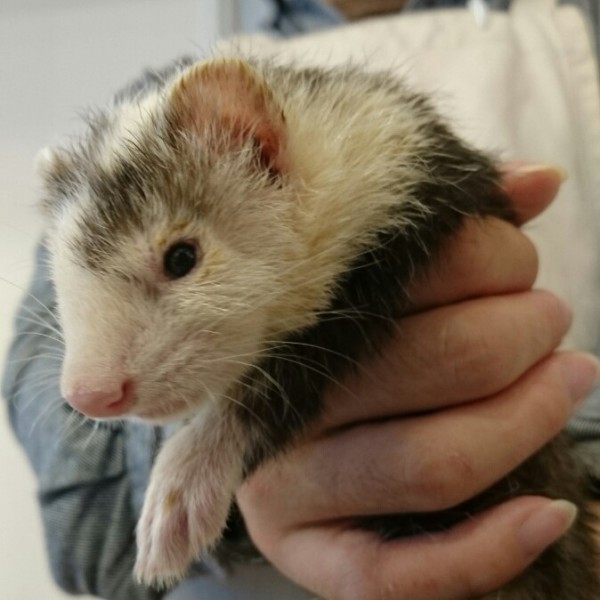 ブレイズ（男の子）