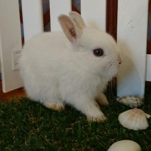 ネザーランドドワーフ　フロスティ（ＱＭ）