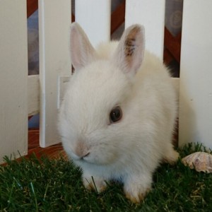 ネザーランドドワーフ　フロスティ（ＱＭ）