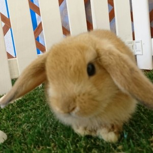 ホーランドロップ　オレンジ（3Ｔ8）