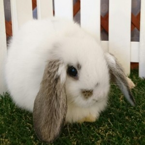 ホーランドロップ　ブロークンチェスナット（3ＤＮ）