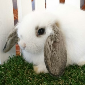 ホーランドロップ　ブロークンチェスナット（3ＤＮ）