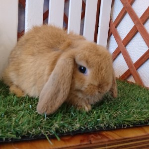 ホーランドロップ　オレンジ（U58)