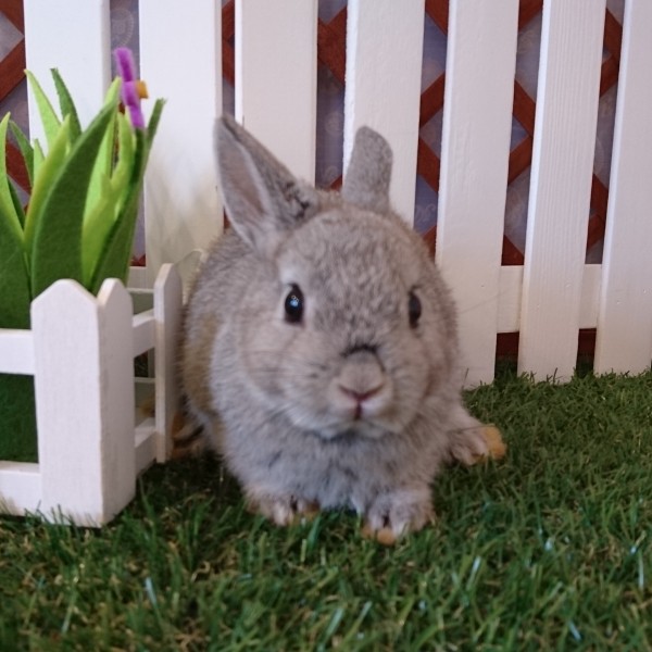 ネザーランドドワーフ　チンチラ（PZ)