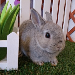 ネザーランドドワーフ　チンチラ（PZ)