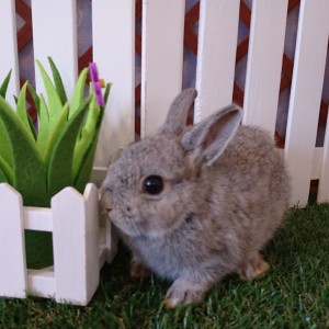 ネザーランドドワーフ　チンチラ（PZ)