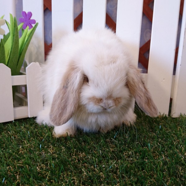 ホーランドロップ　ブロークンリンクス（3CM)