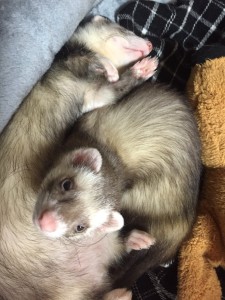 ハッピーとピースけ3