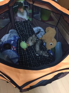 ハッピーとピースけ