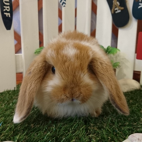 ホーランドロップ ブロークンオレンジ（3EQ）