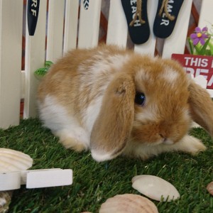 ホーランドロップ ブロークンオレンジ（3EQ）