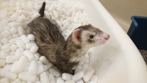 つくねぎ0607 (1)